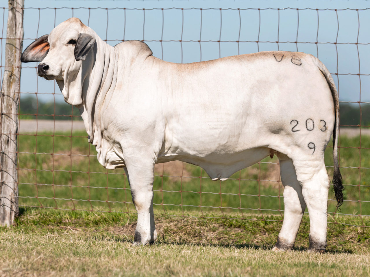 The V Story V Ranch Brahman Cattle In Hungerford And Boling Texas