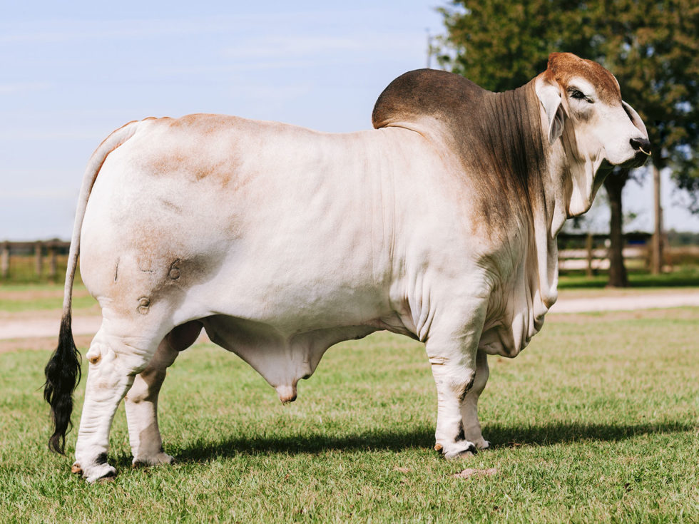 Distinctive Brahman Cattle Characteristics | V8 Ranch