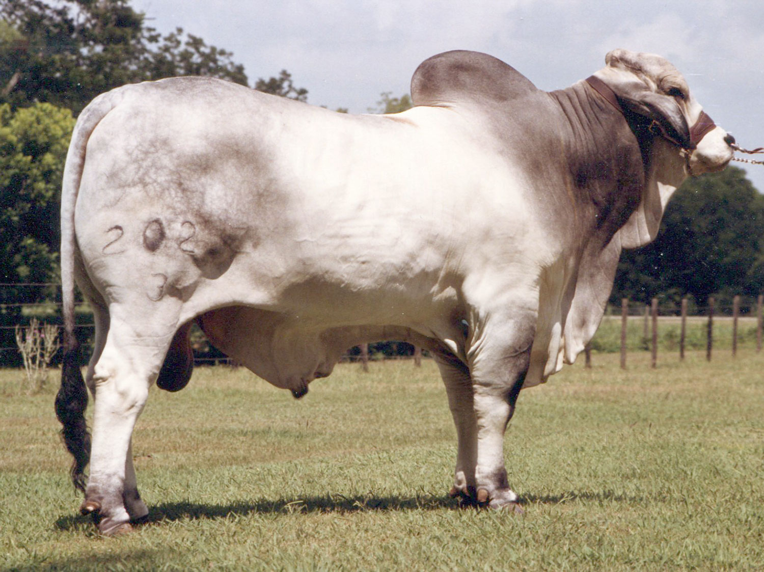 The V8 Story | V8 Ranch — Brahman Cattle in Hungerford and Boling, Texas