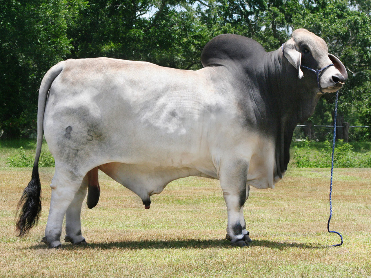 Top Brahman Herd Sires | V8 Ranch