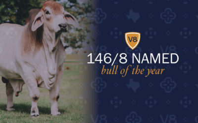 V8 Names +Mr. V8 146/8 as Bull of the Year