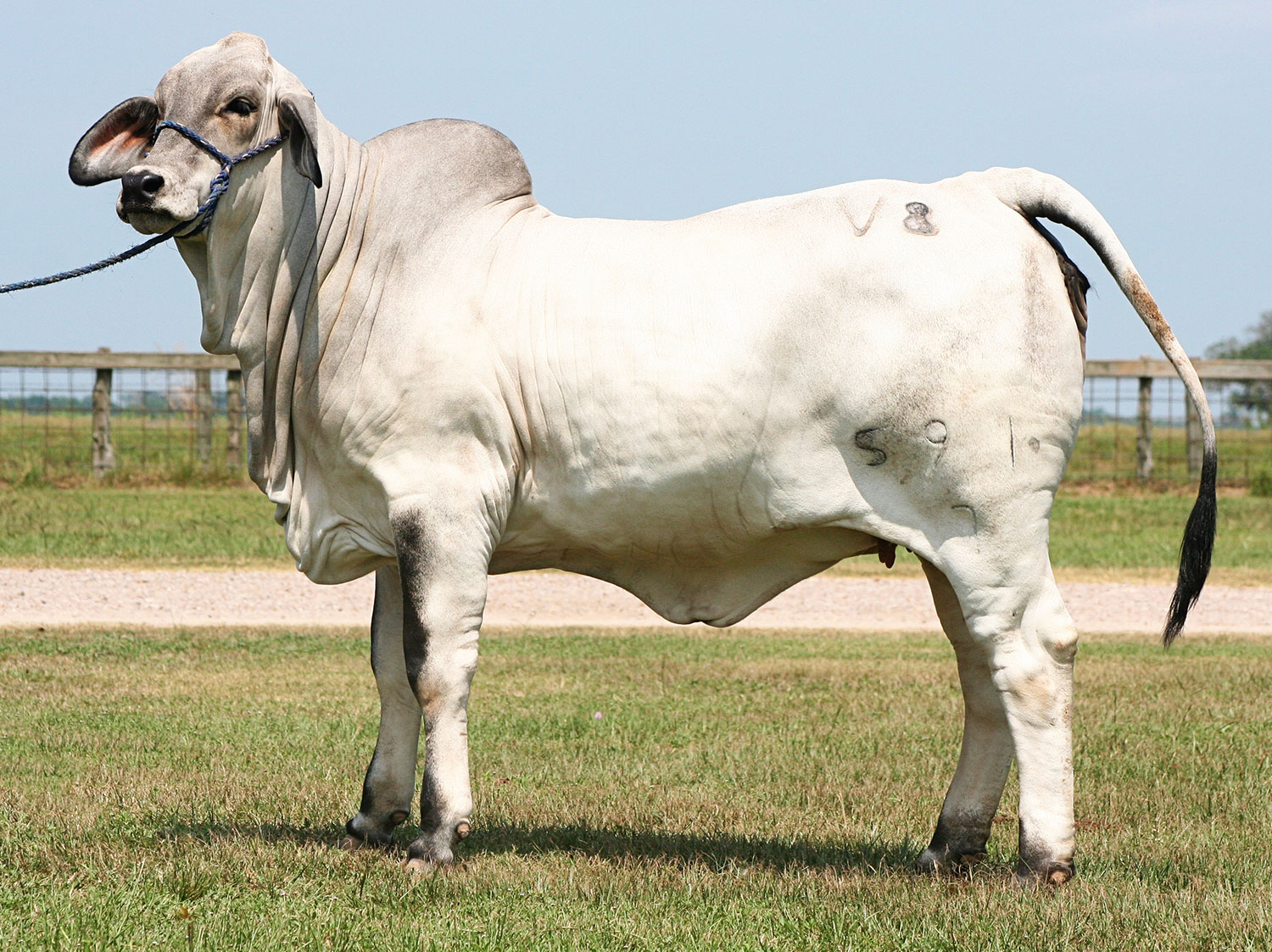 70 Yr Old Yankees' “Bat Girl”, by Old Cow, Medium