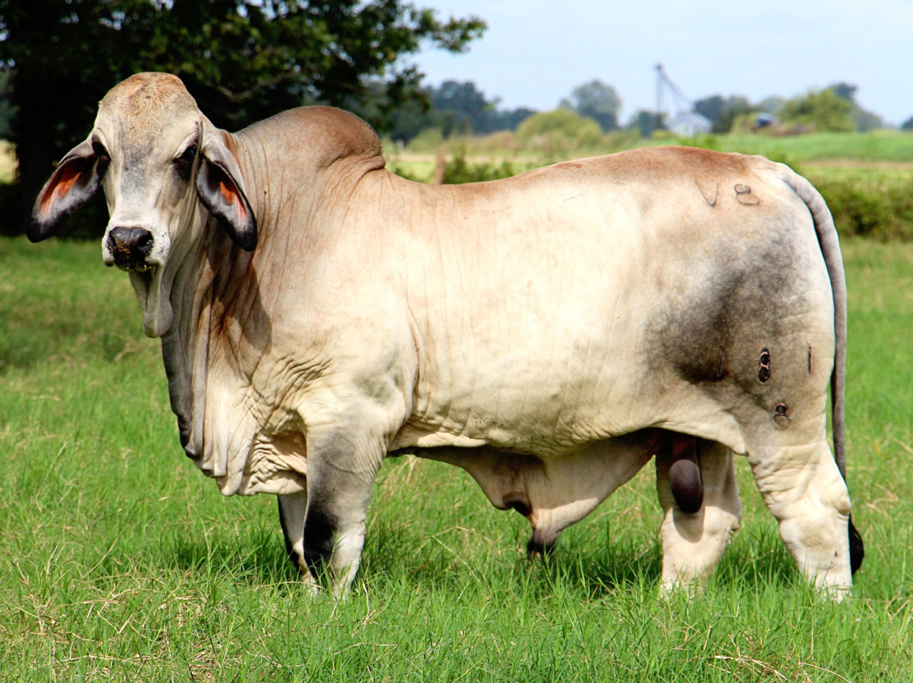 Miss V8 363/6 National Champion Brahman Female | V8 Ranch — Brahman ...