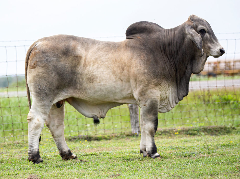 Miss V8 363/6 National Champion Brahman Female | V8 Ranch