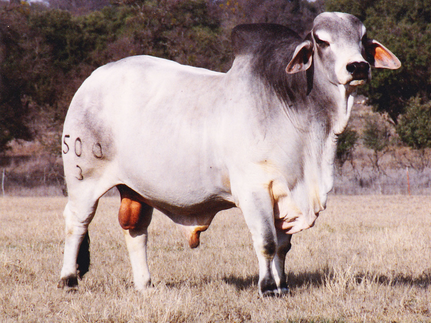 Miss V8 539/6 Cow Family at V8 Ranch | V8 Ranch — Brahman ...