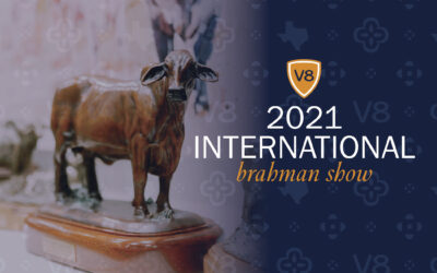 Making Plans for the 2021 International Brahman Show