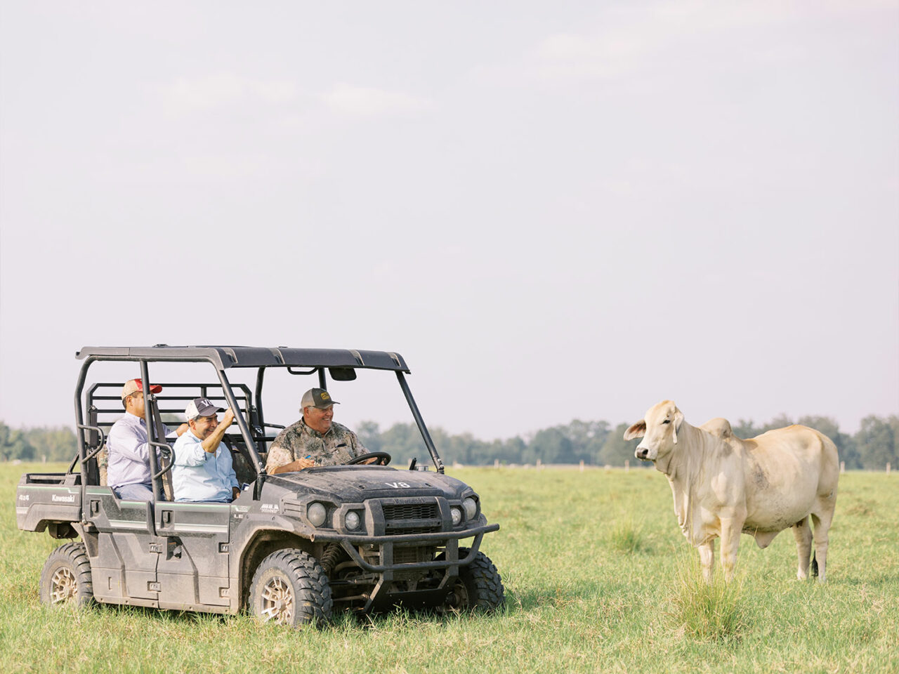 V8 Ranch Brahman Cattle for Sale at V8 Ranch in Boling, TX