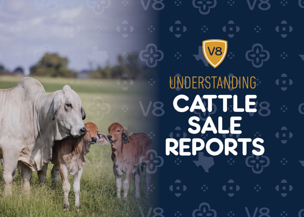 Understanding Cattle Sale Reports - What does it mean? | V8 Ranch