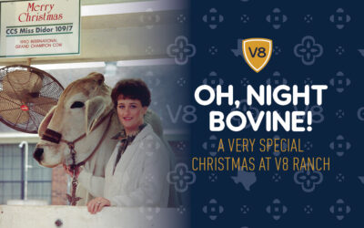 Oh, Night Bovine! A Very Special Christmas at V8 Ranch