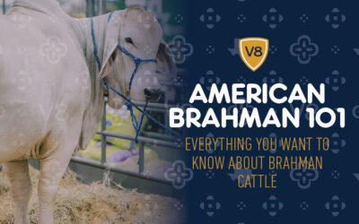 Everything You Want to Know About Brahman Cattle | V8 Ranch