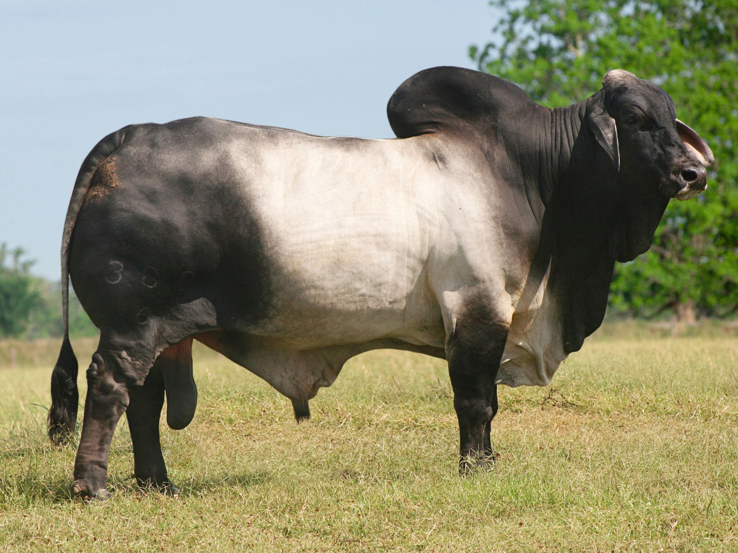 Picture of Mr. V8 146/8 ' Sloan' a notable bull of V8 Ranch.