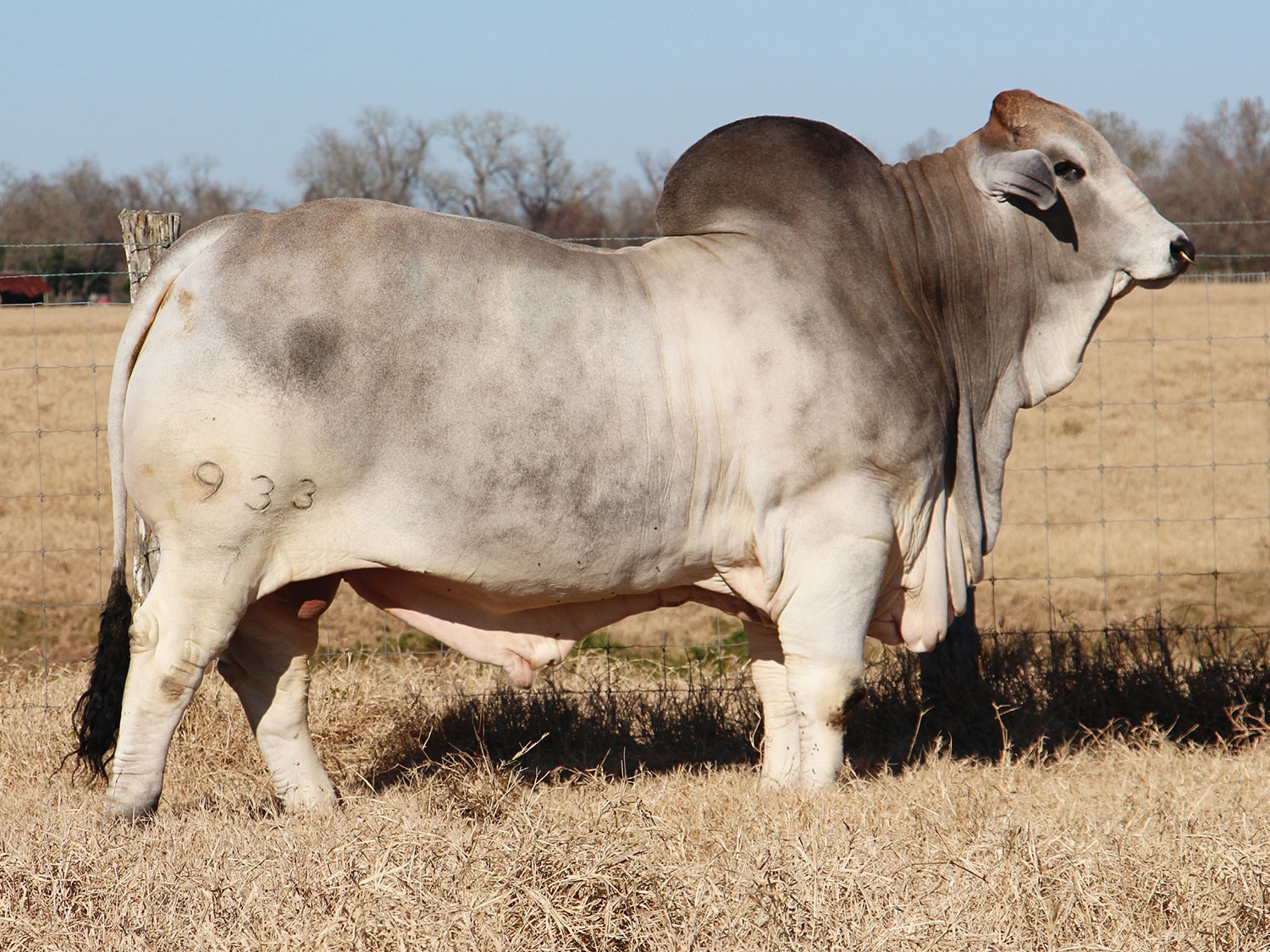 Picture of Mr. V8 146/8 ' Sloan' a notable bull of V8 Ranch.