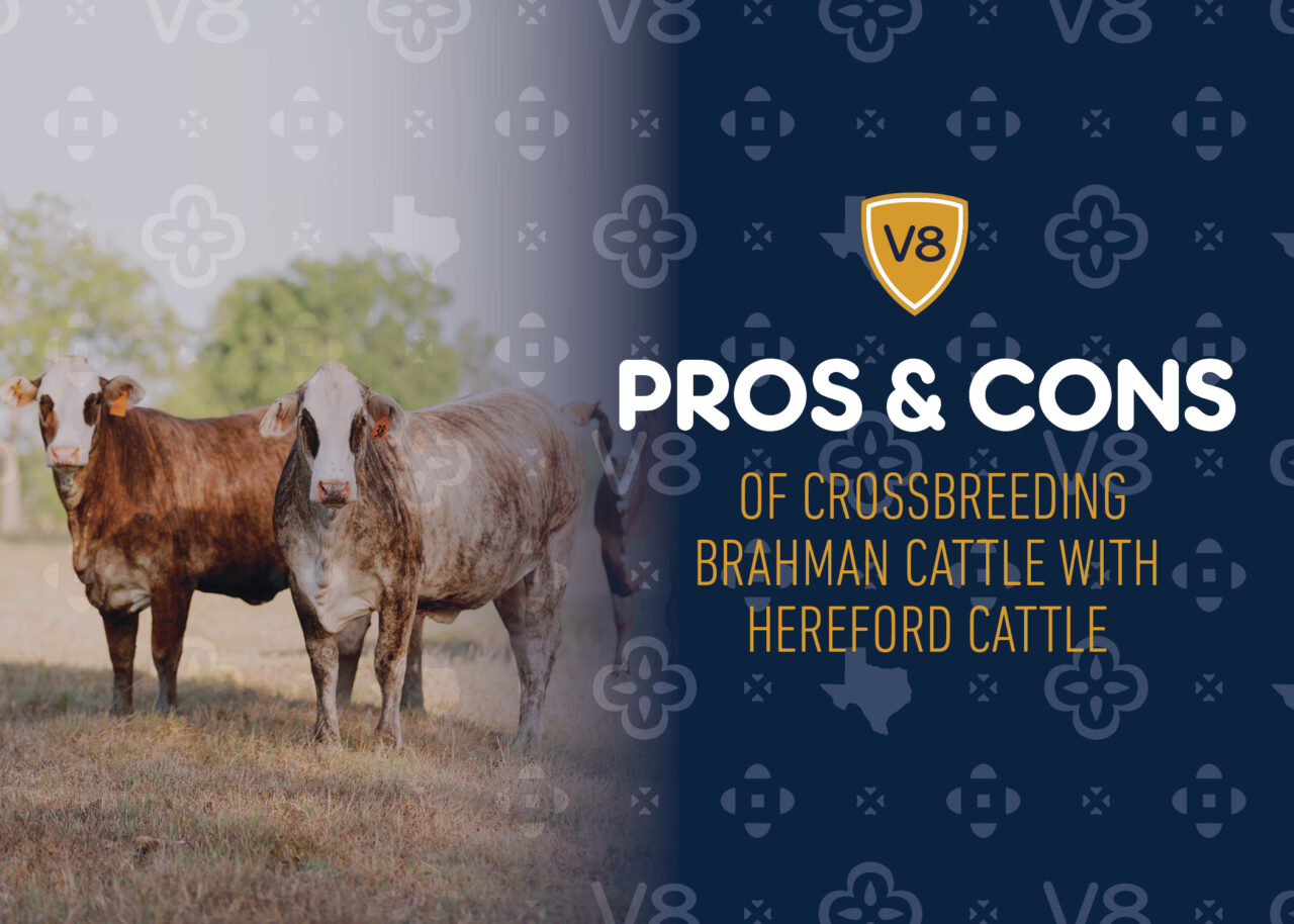 Pros & Cons of the Brahman x Hereford Cross | V8 Ranch