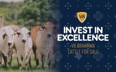 Invest in Excellence: V8 Brahman Cattle for Sale