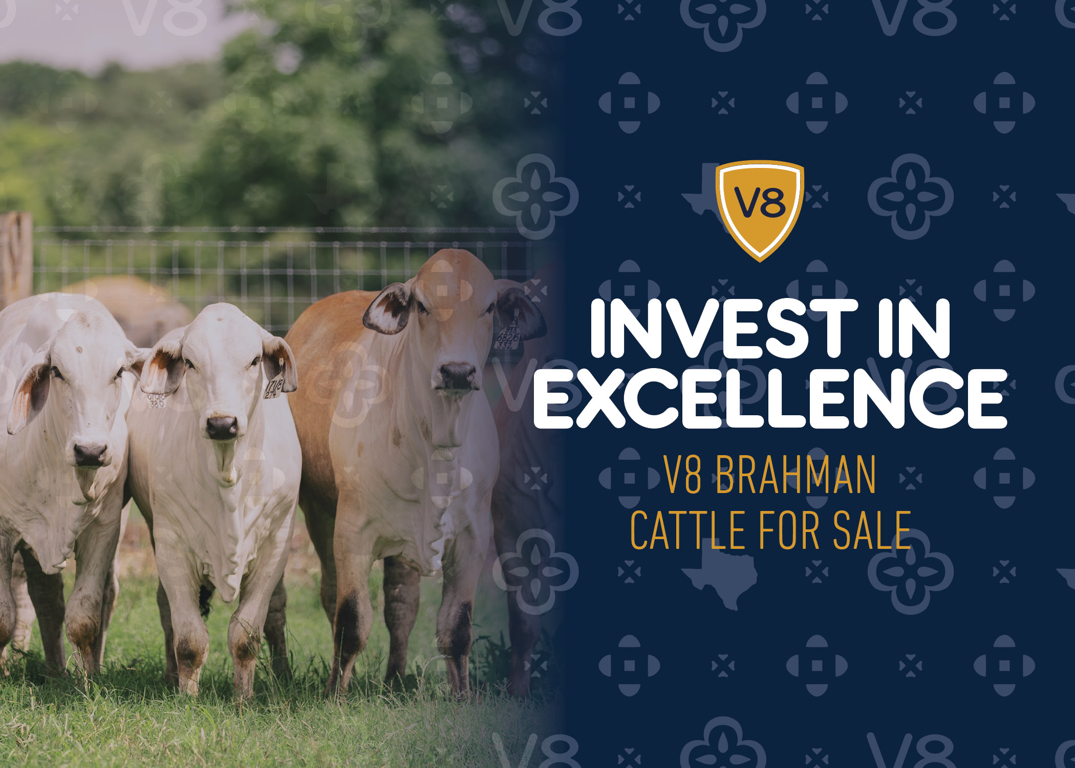 Invest in Excellence: V8 Brahman Cattle for Sale | V8 Ranch