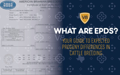 What Are EPDs? Your Guide to Expected Progeny Differences in Cattle Breeding