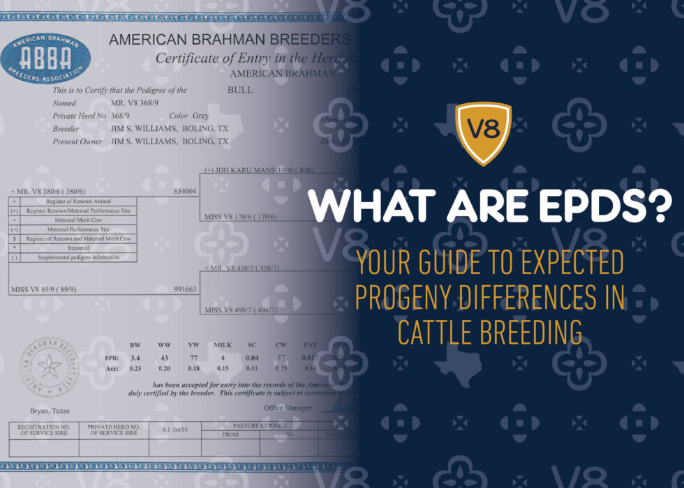 What Are EPDs? Your Guide to Expected Progeny Differences in Cattle ...