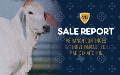Sale Report: Made for Magic IX