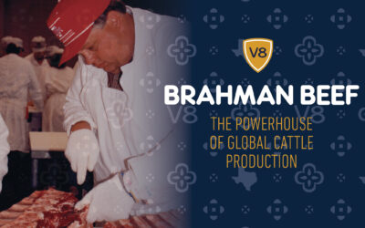 Brahman Beef: The Powerhouse of Global Cattle Production