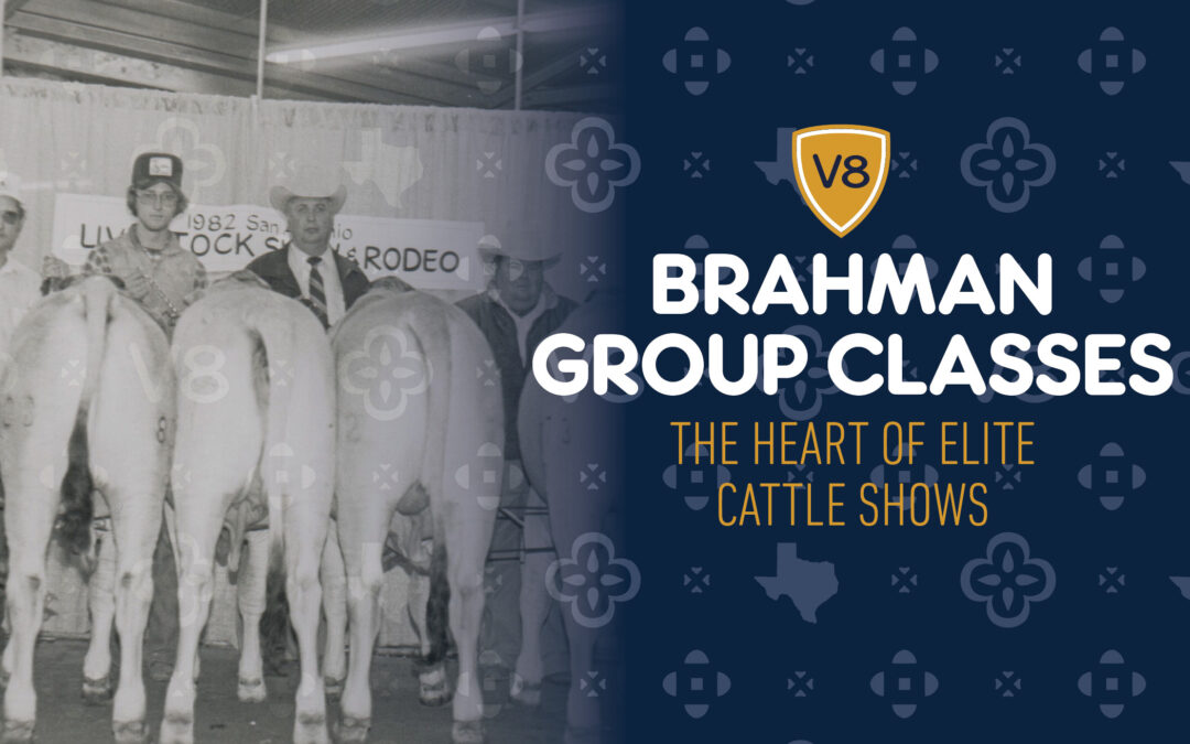 Brahman Group Classes: The Heart of Elite Cattle Shows