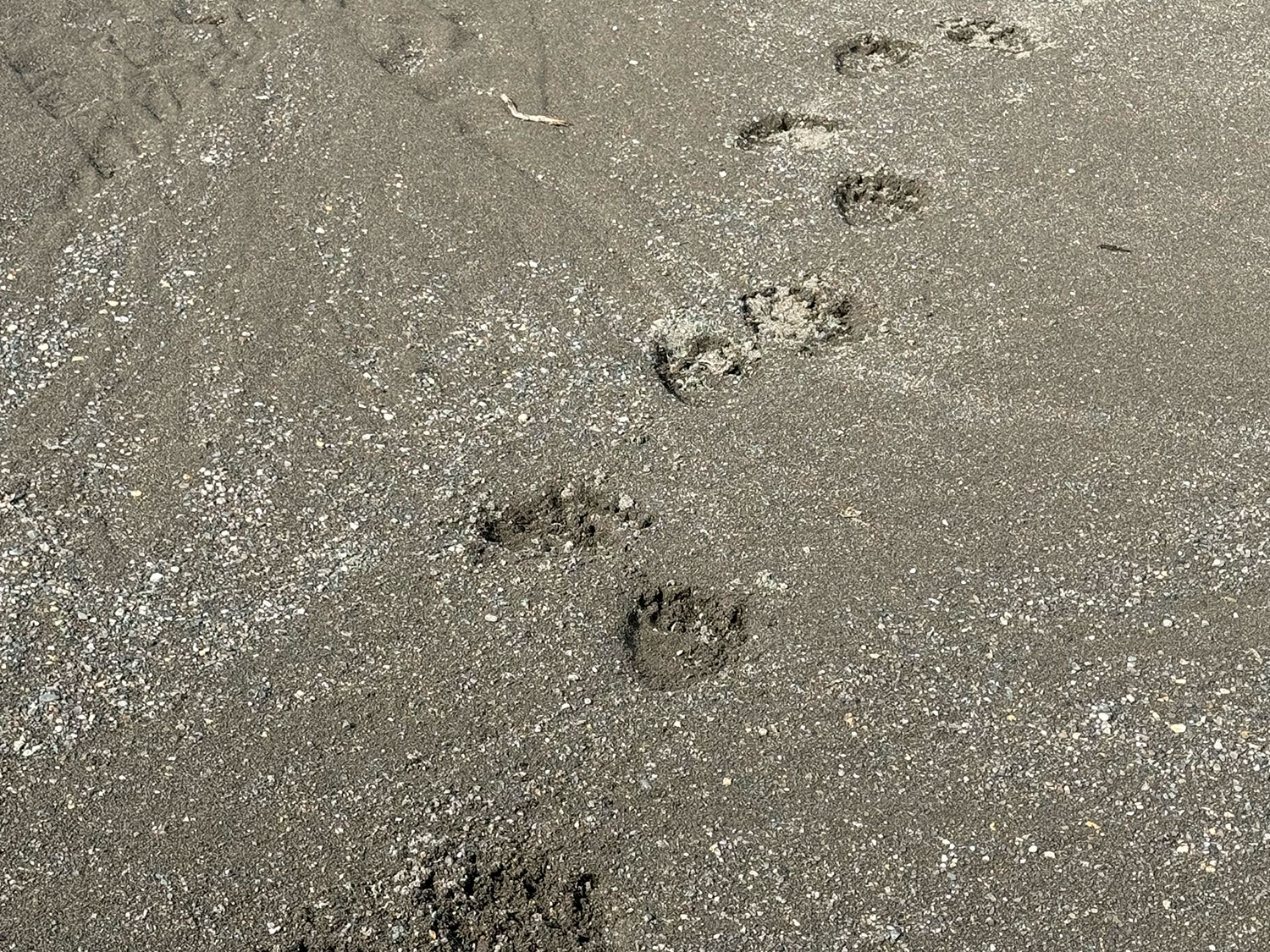 Animal Footprints in Kavik