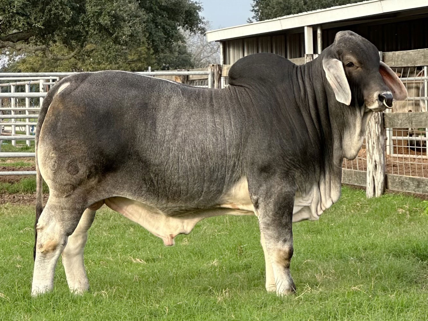 V8 Ranch Brahman Bull +Mr. V8 380/6