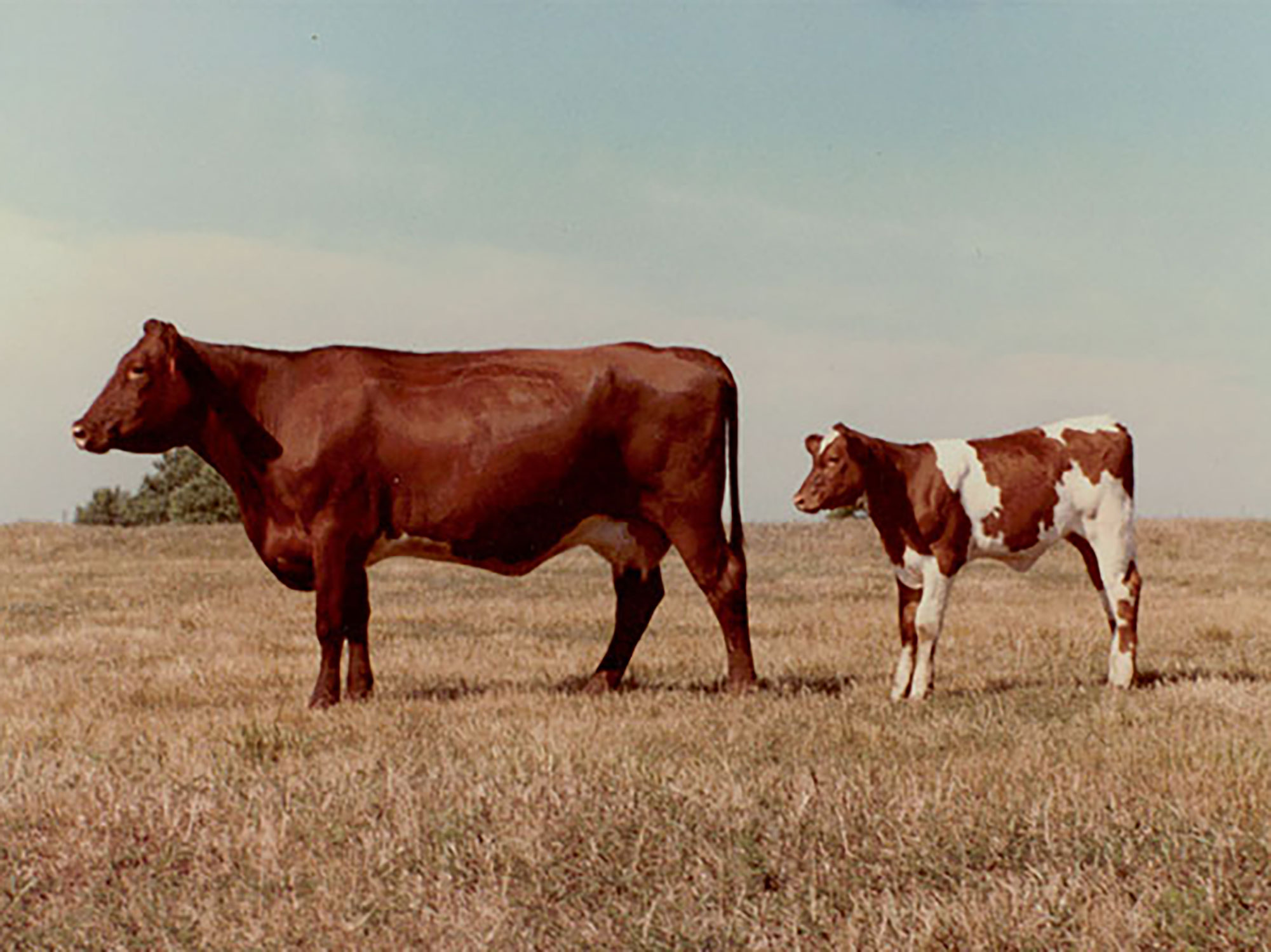 V8 Ranch and Cates Farm at 2024 Shorthorn Junior Nationals