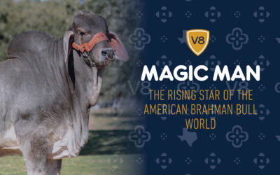 The Magical Story of Magic Man: The Rising Star of the American Brahman Bull World