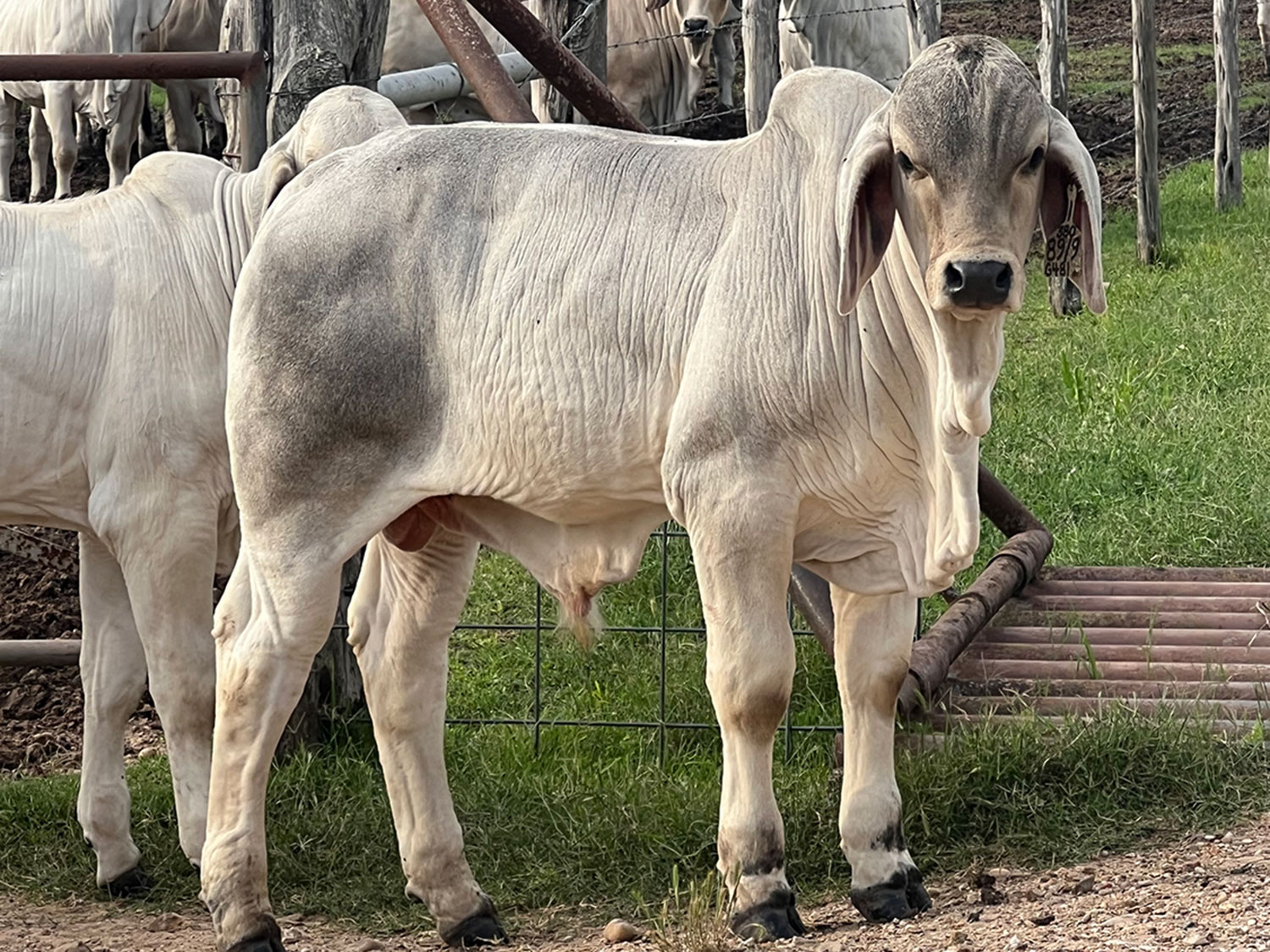 V8 Ranch Brahman Bull +Mr. V8 380/6