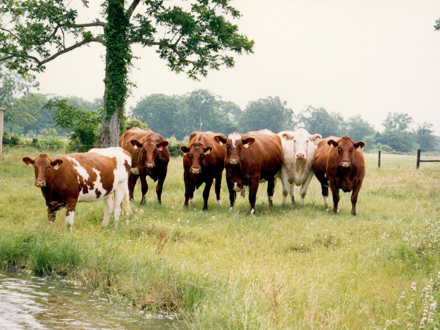 V8 Shorthorns in the early 1990s.