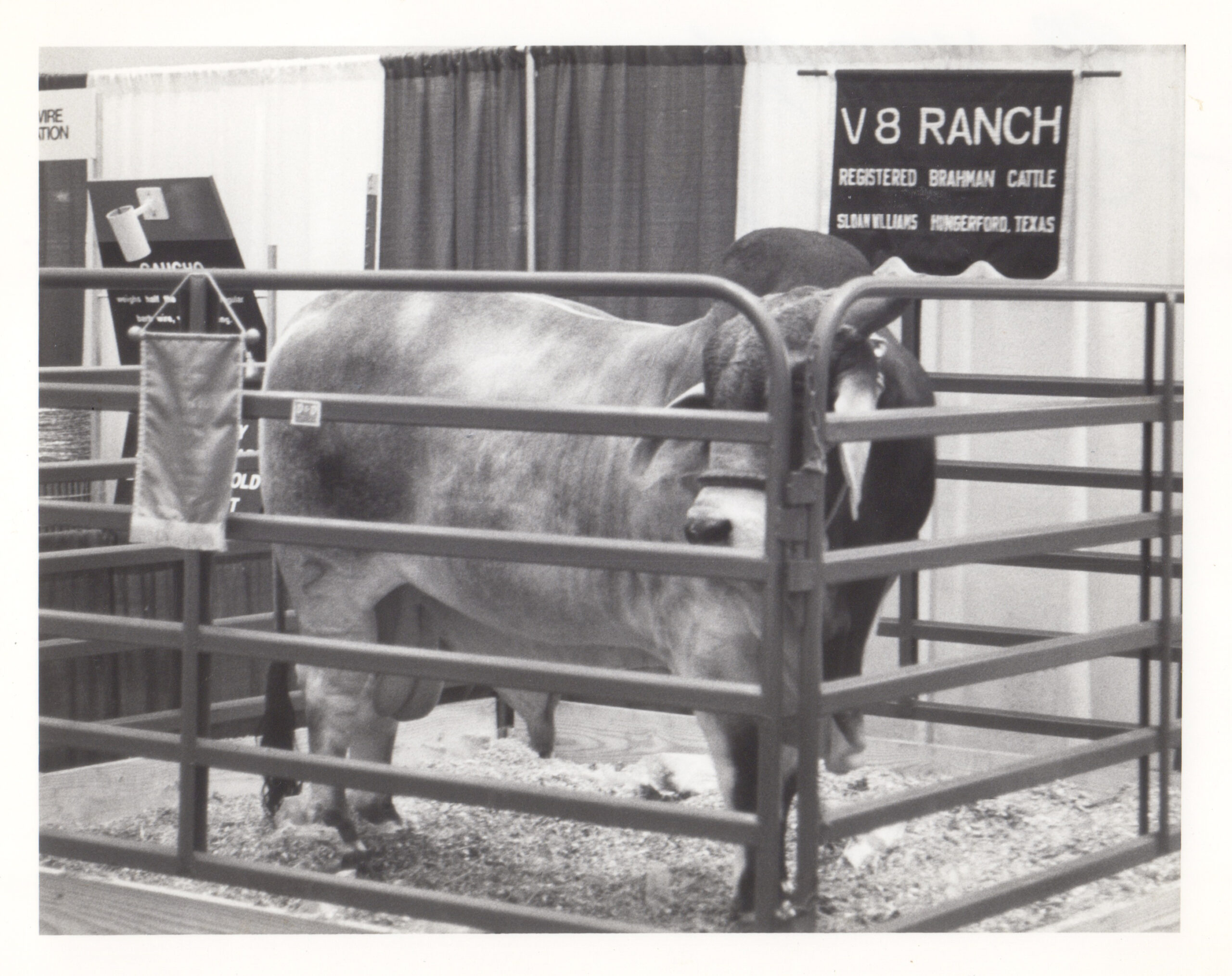 American Brahman Bull Mr. V8 347/2