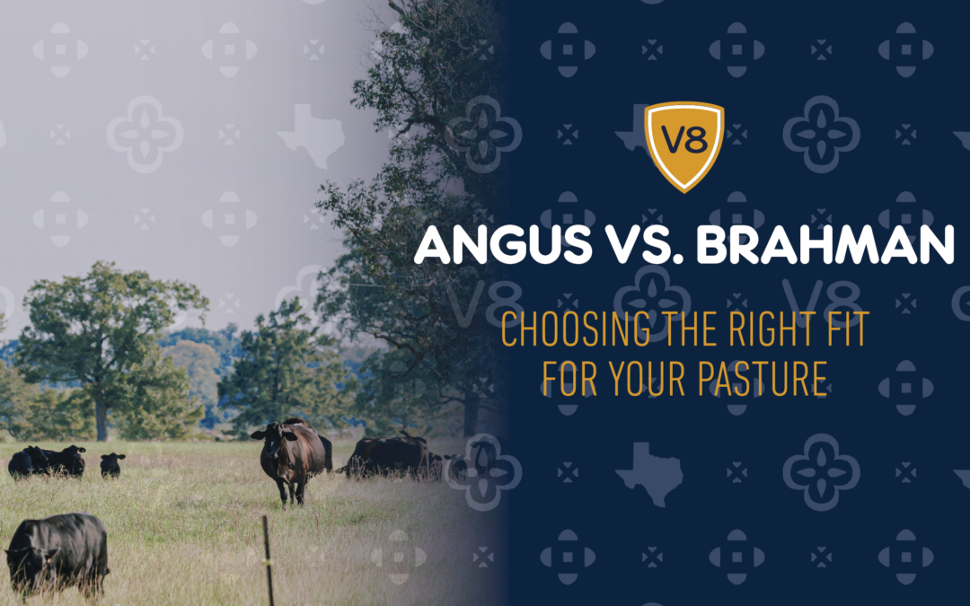 Are Angus Cattle Better Than Brahman Cattle?