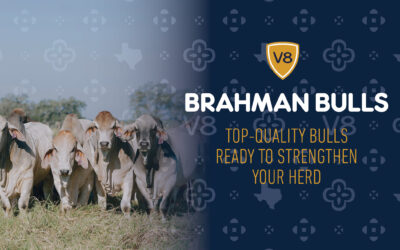 V8 Ranch Top Brahman Bulls For Sale