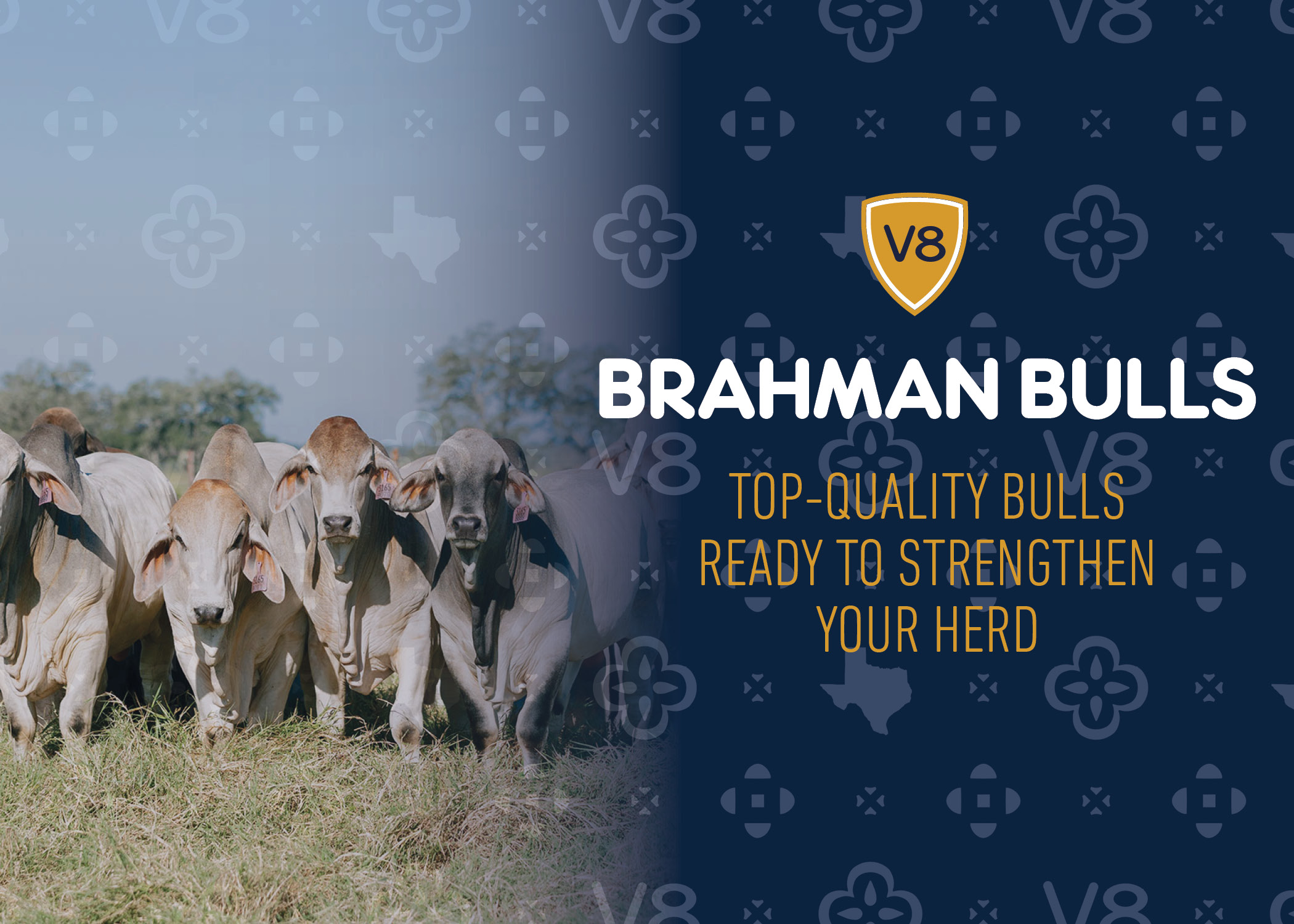 Brahman Bull with Brahman Cow