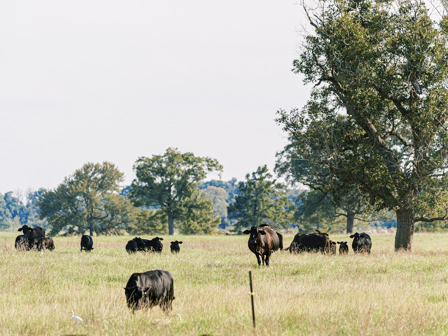 American Angus Cattle