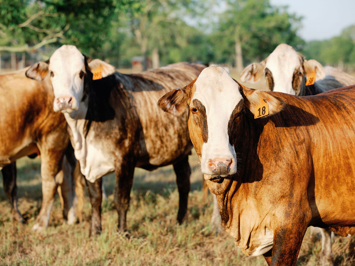 Brahman x Hereford F1 Cattle