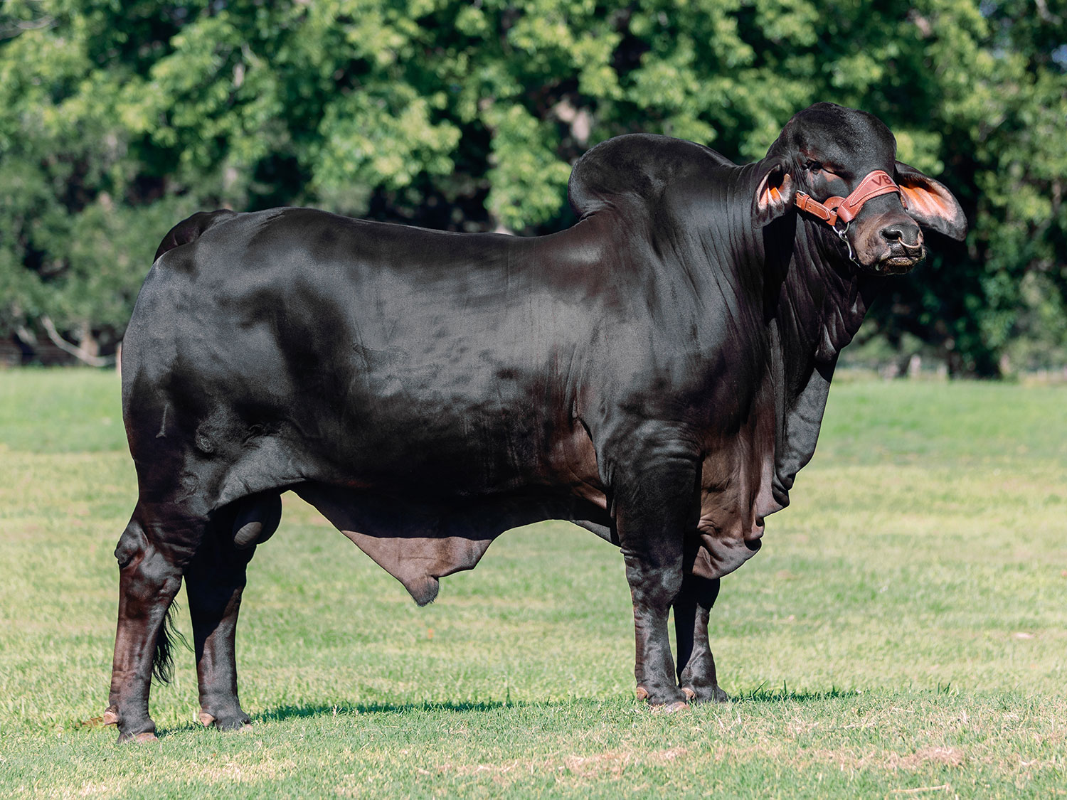 Black Brahman Bull for sale at V8 Ranch in Hungerford, Texas