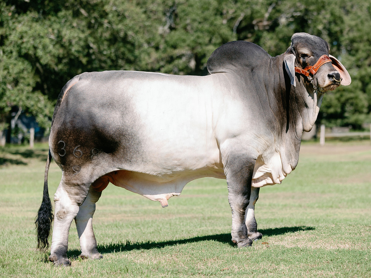 V8 Ranch Mr. V8 368/9 "Magic Man" American Brahman Bull