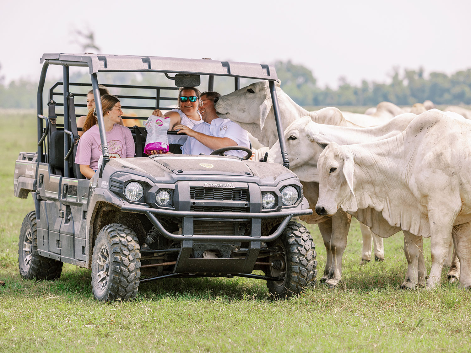 Visitors at V8 Ranch Feeding Brahman Cattle