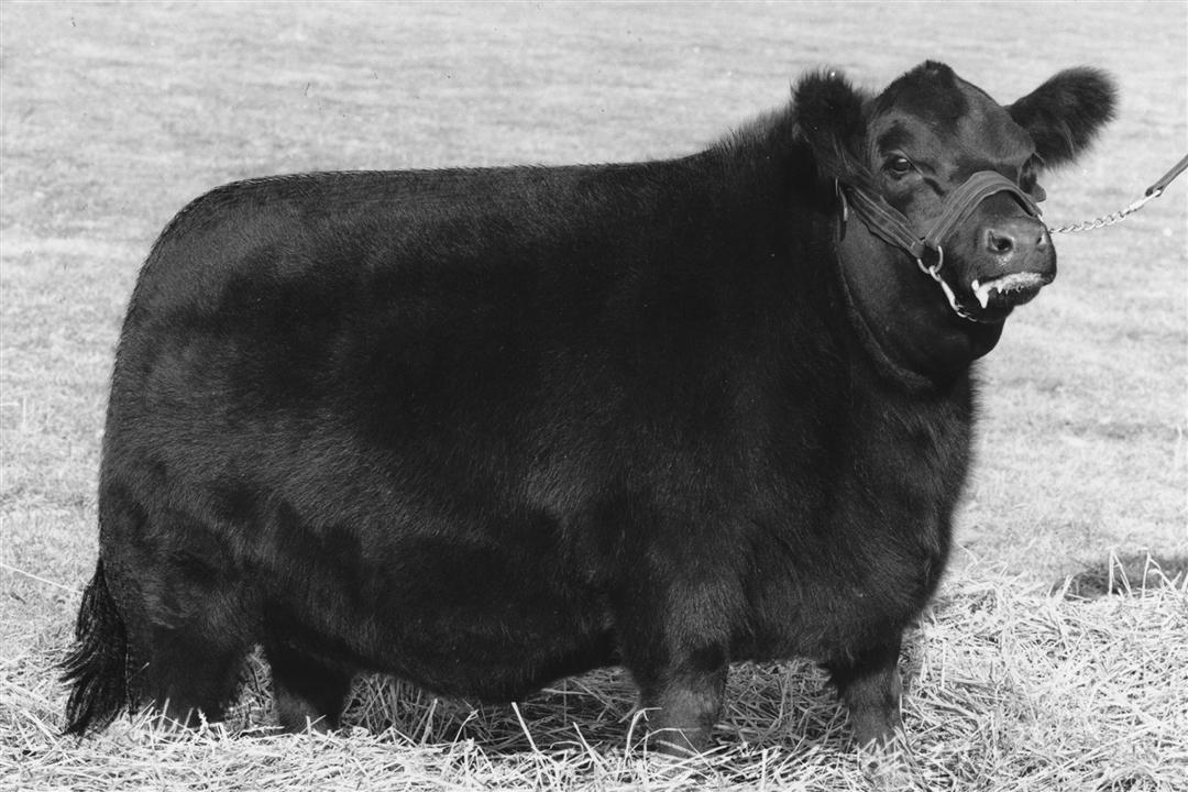 Early Days of Angus Cattle