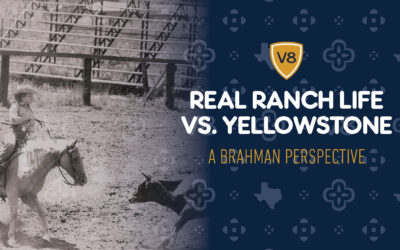 Yellowstone vs. Real Ranch Life: How Accurate Is the Show for a Brahman Cattle Ranch?