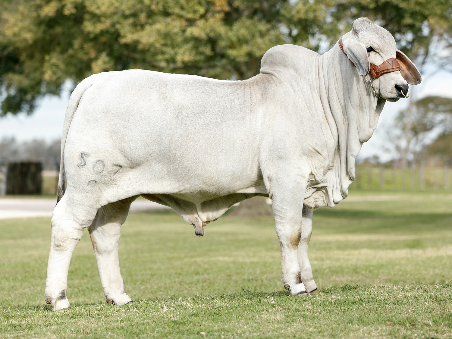 V8 Ranch and Cates Farm at 2024 Shorthorn Junior Nationals