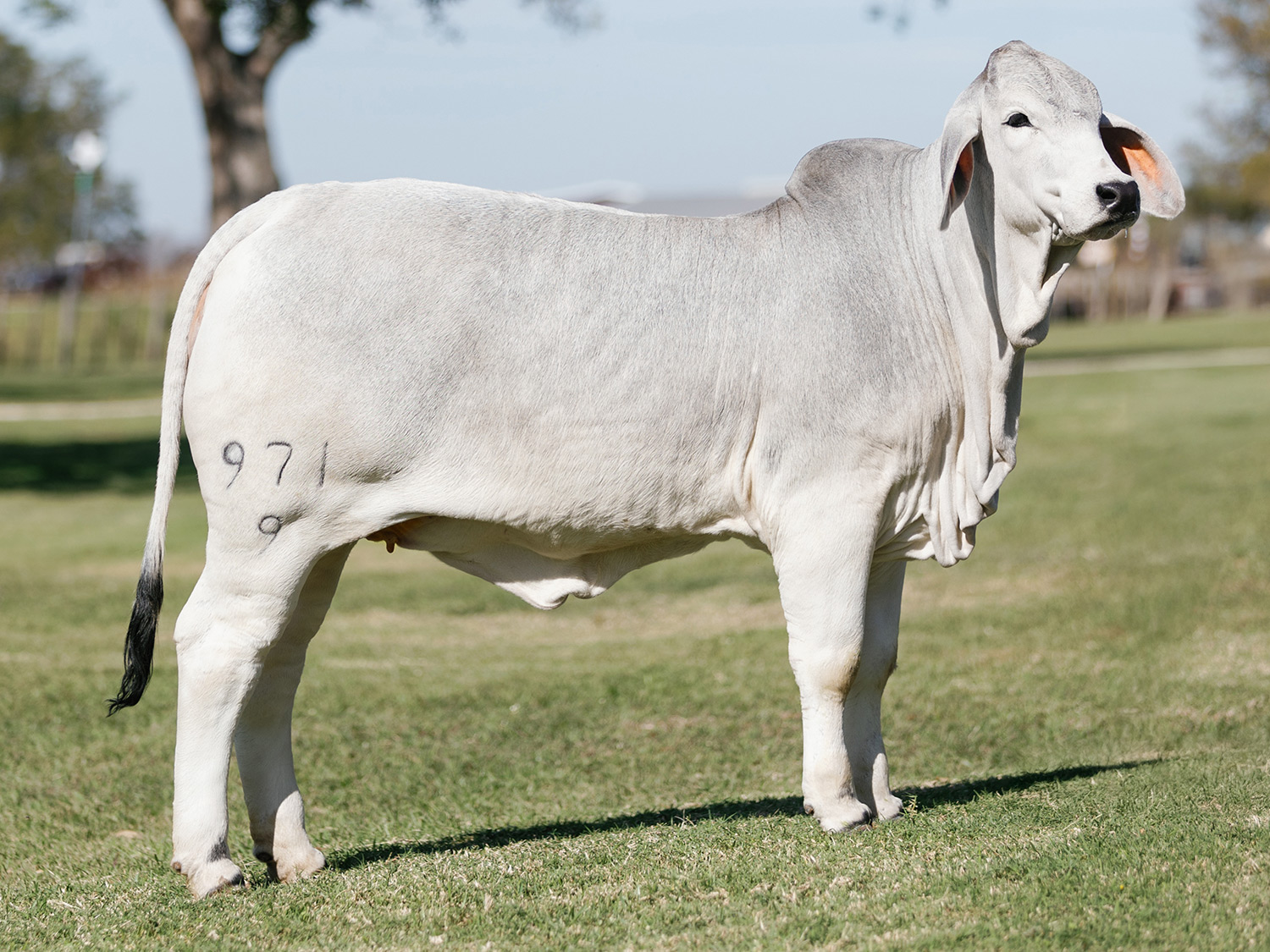 Jim Williams & Neumayr Family of V8 Ranch at the 2024 Shorthorn Junior National Show Awards Banquet