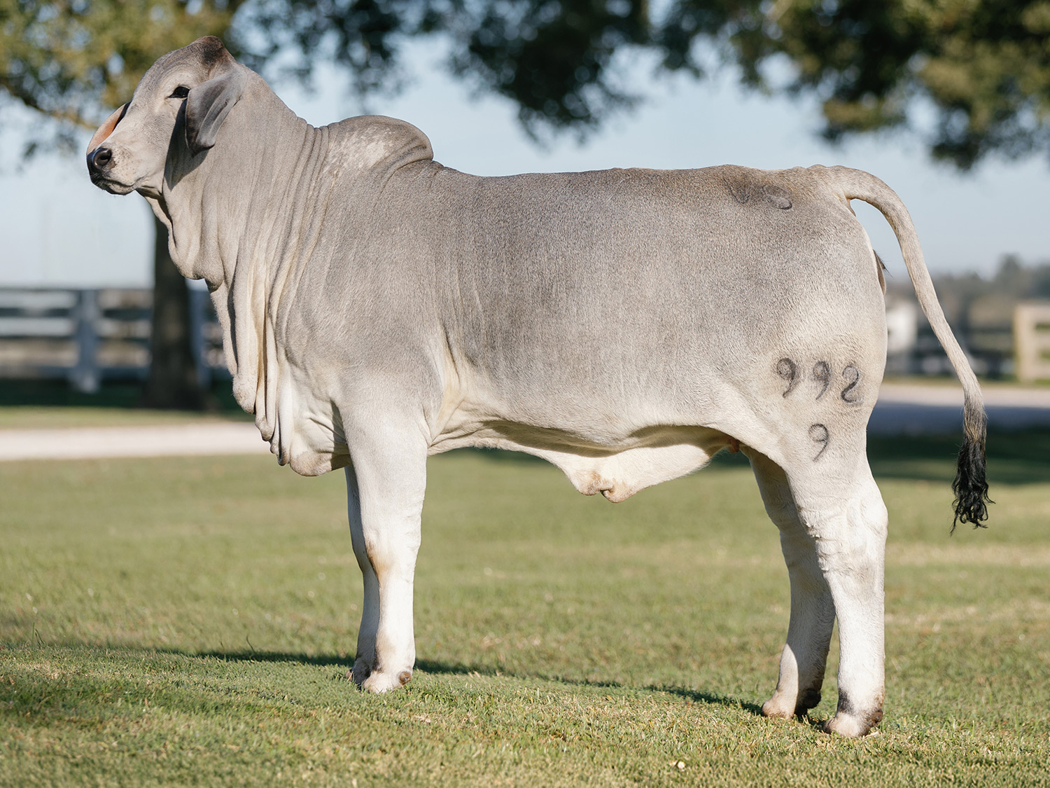 V8 Ranch and Cates Farm at 2024 Shorthorn Junior Nationals