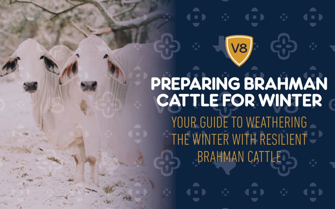 How to Get Your Brahman Cattle Ready for Winter