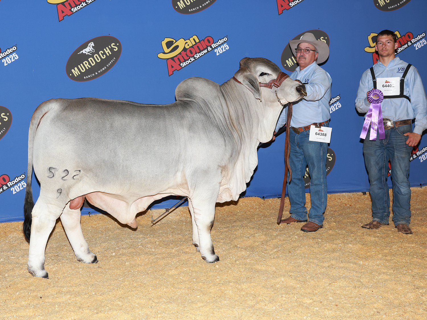 Mr. V8 522/9 – Division Champion Brahman Bull