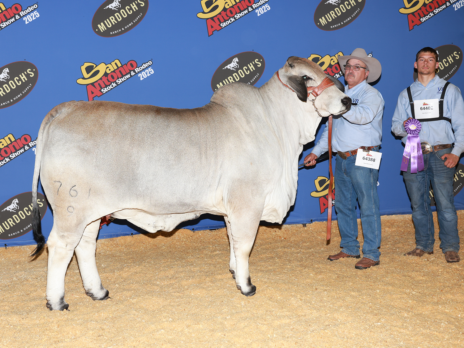 Miss V8 761/9 – Division Champion Brahman Female