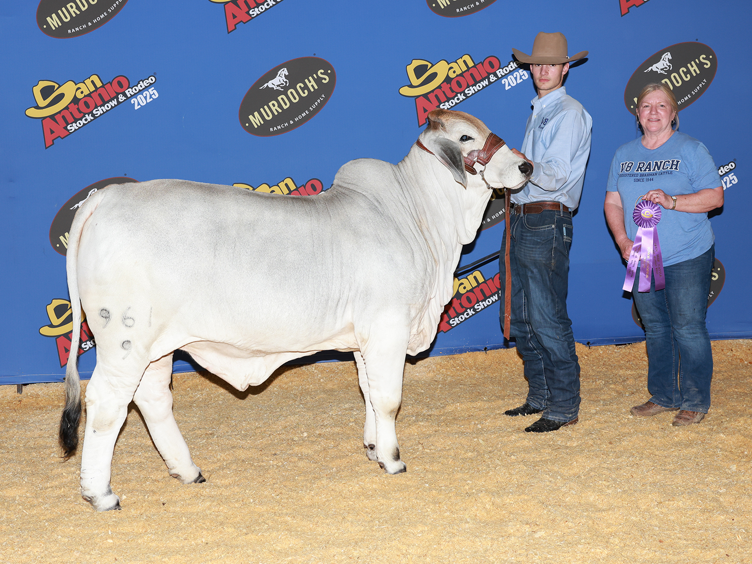 Miss V8 761/9 – Division Champion Brahman Female