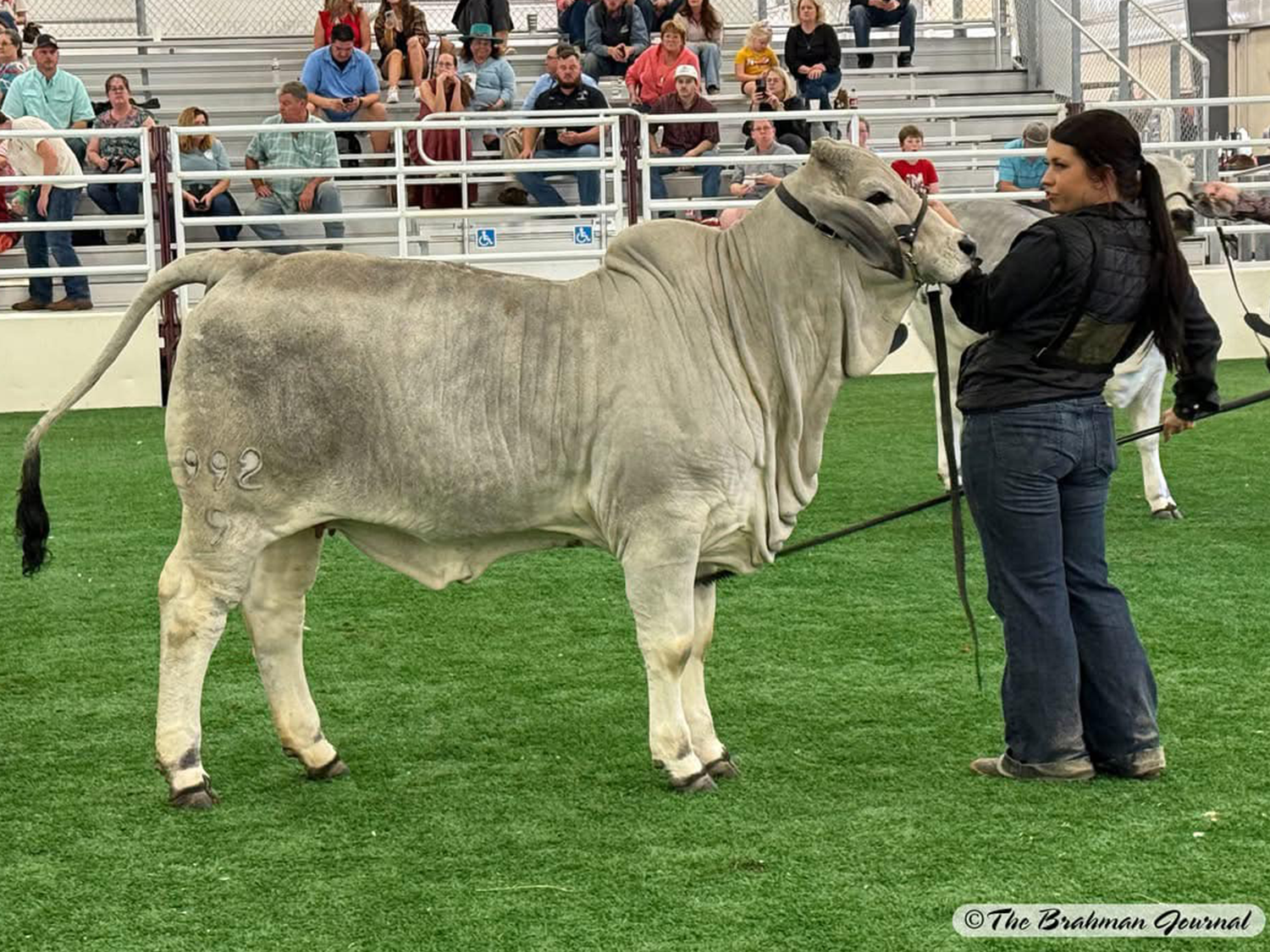 Miss V8 992/9 – Division Champion Brahman Female