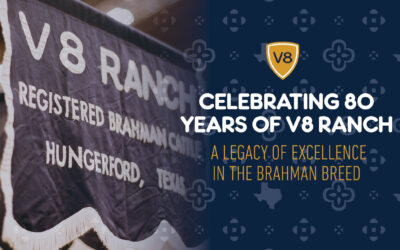 Celebrating 80 Years of Excellence at V8 Ranch